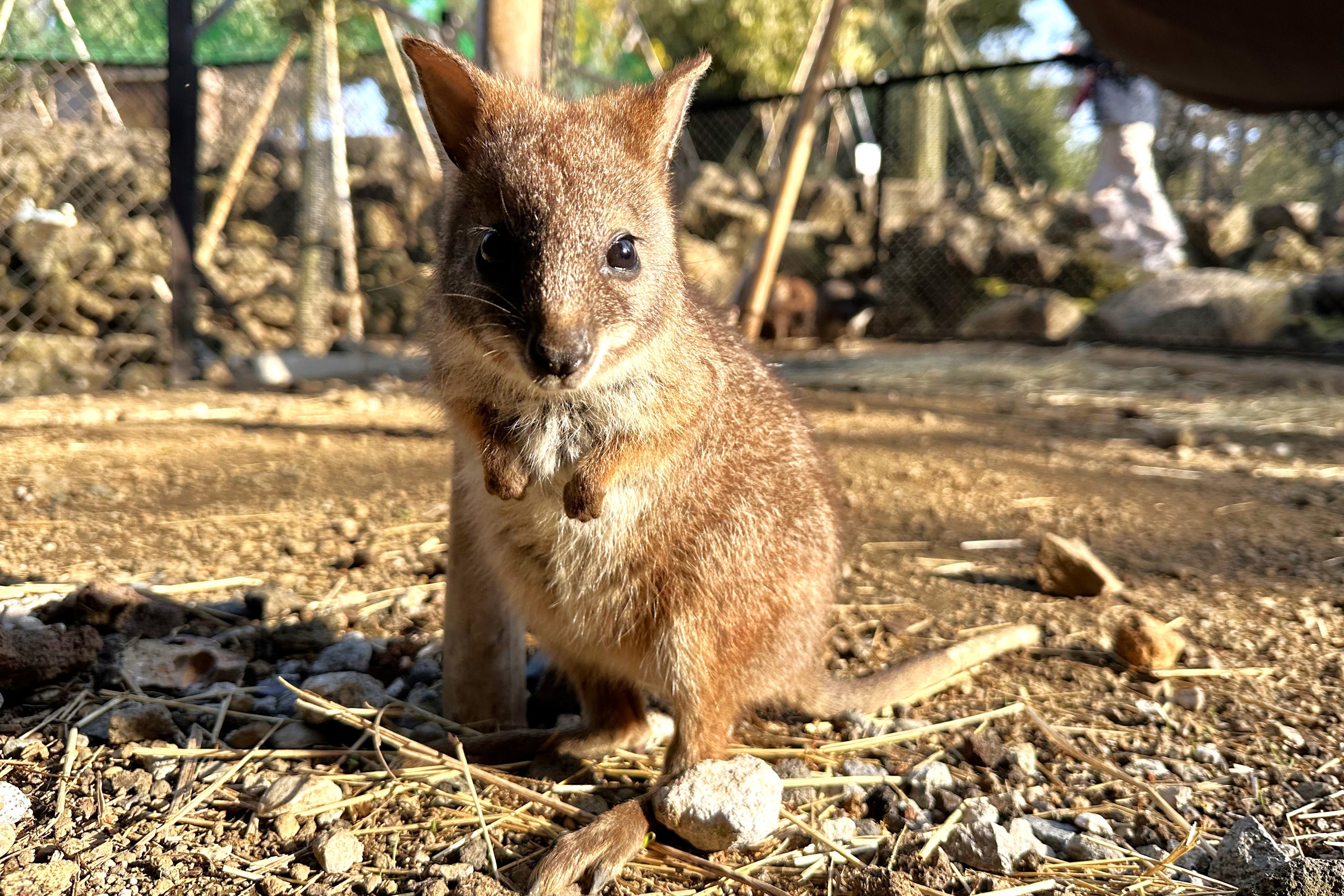 パルマワラビーの赤ちゃん