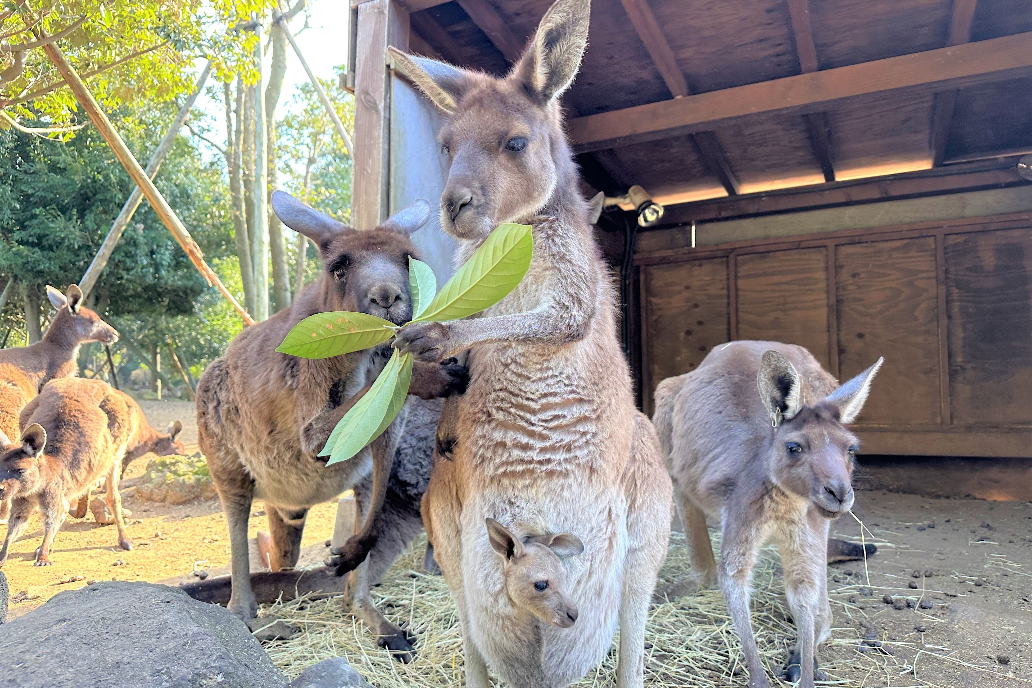 クロカンガルー