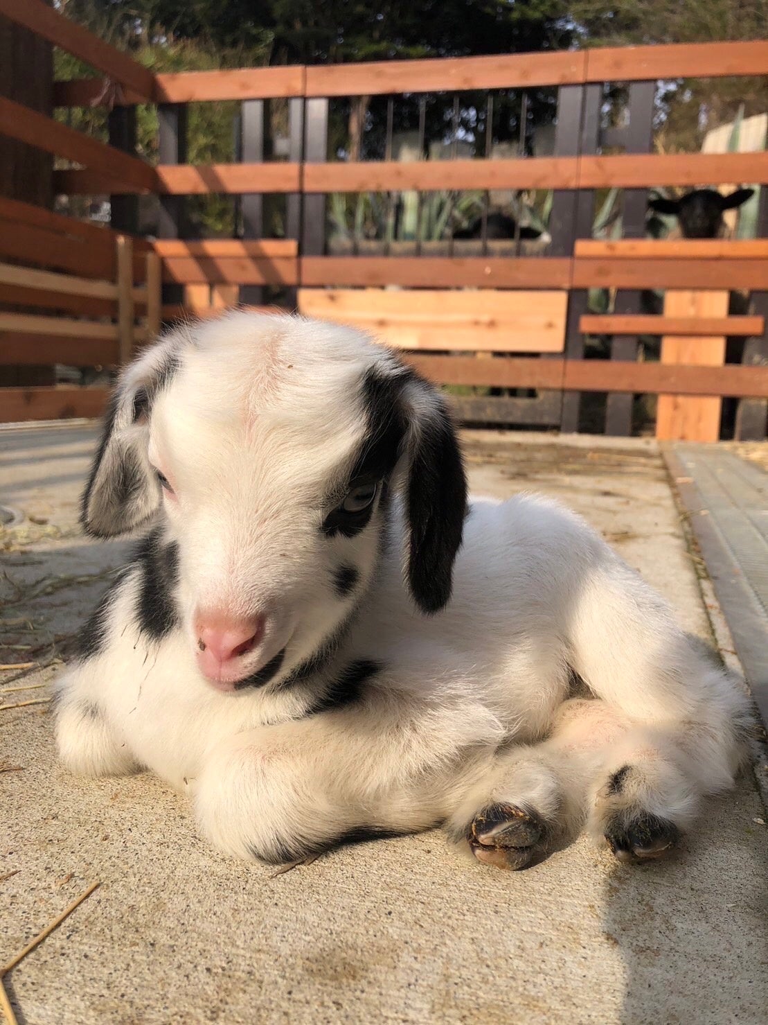 「春のベビーラッシュ」　パンダヤギの赤ちゃん