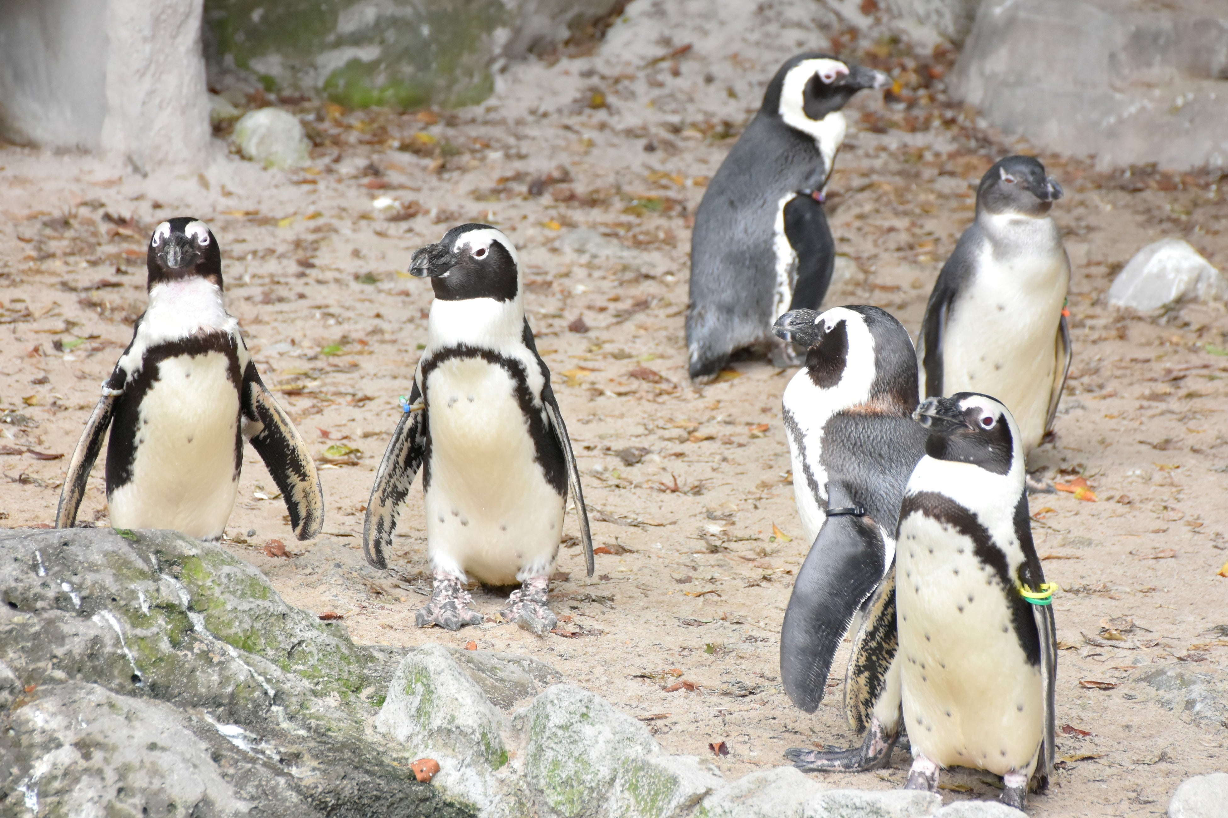 ケープペンギン