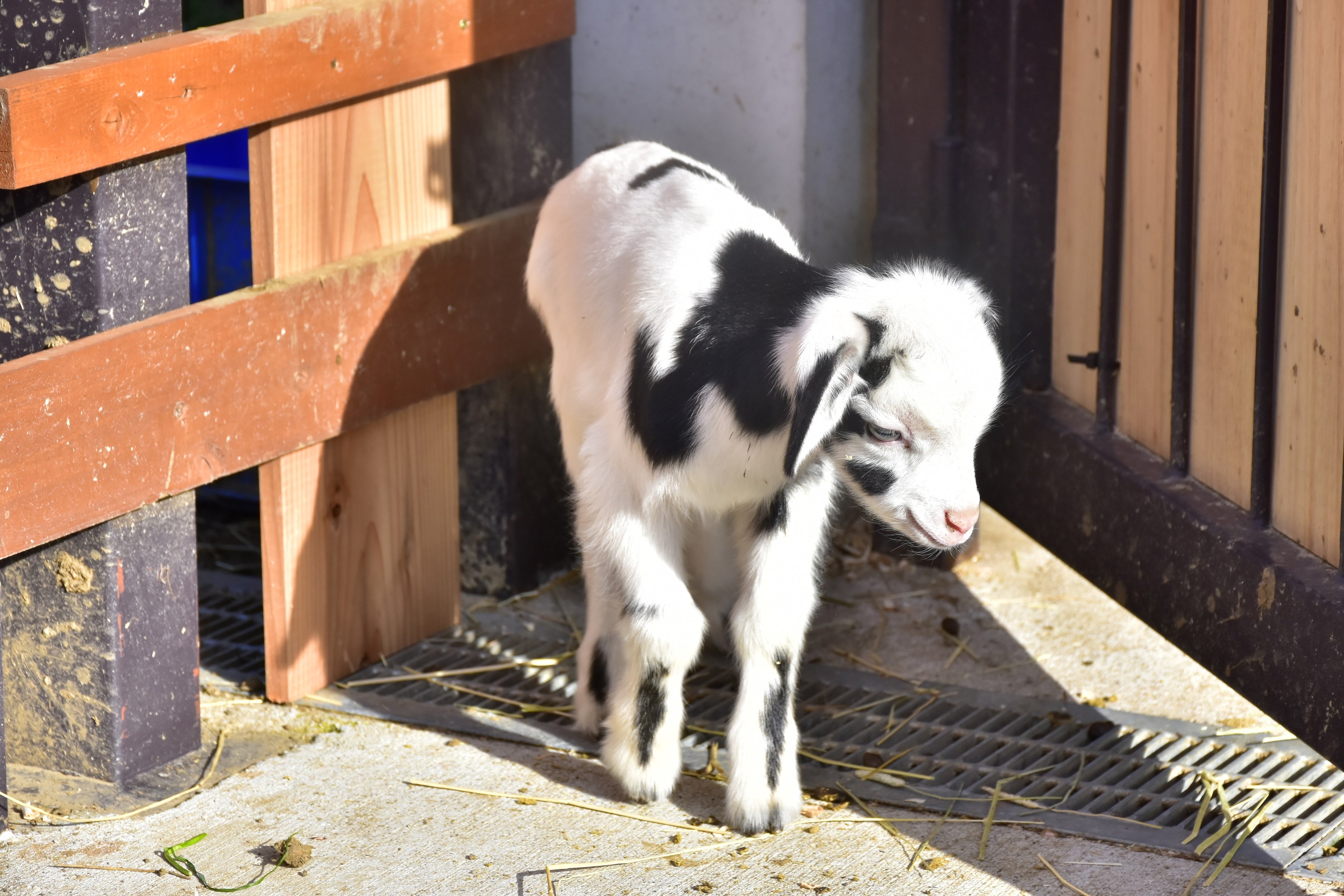 パンダヤギの赤ちゃん