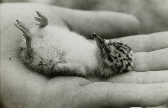 東京都写真美術館「TOPコレクション Don’t think. Feel.」 東京都写真美術館「TOPコレクション Don’t think. Feel.」