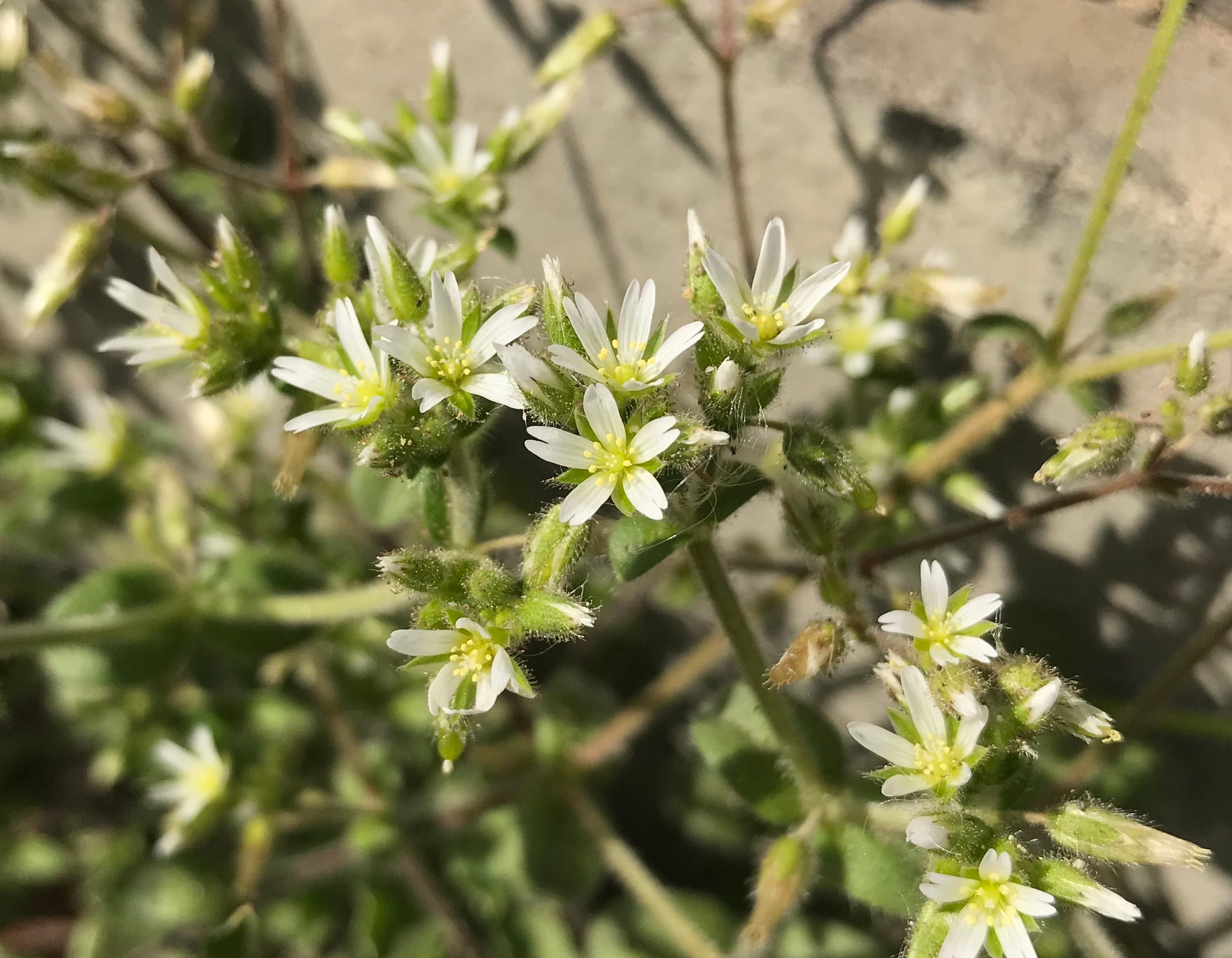 日めくりカレンダーに、あなたの“花の写真”を載せてみませんか？　東京都美術館にて花の写真を募集中！