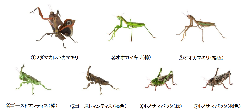 おおかまきり様　ありがとうございます The 