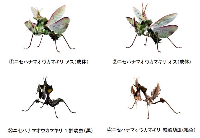 いきもの大図鑑 あり」10 匹セットを 3 名様にプレゼント!『ありがと いきもの大図鑑 あり」10 匹セットを 3 名様にプレゼント!『ありがと