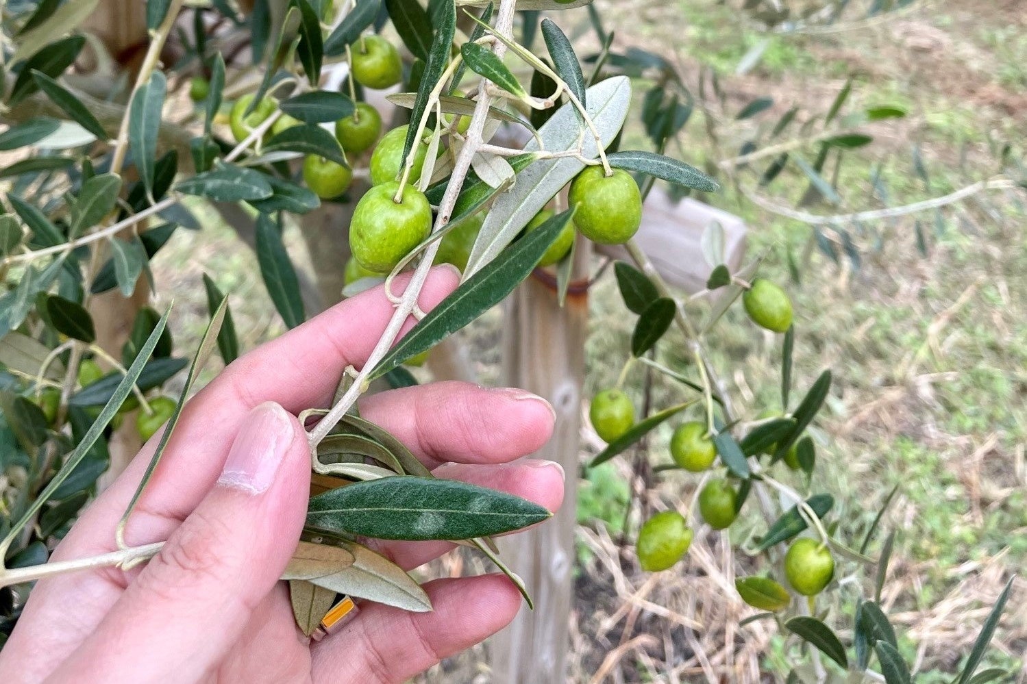 研究に用いたオリーブの実。 オリーブオイルの豊かな香りは製造時の酸化で生じるため、研究が進むと風味が一層向上する可能性がある