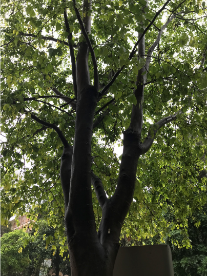 ポンガミア（樹木) 