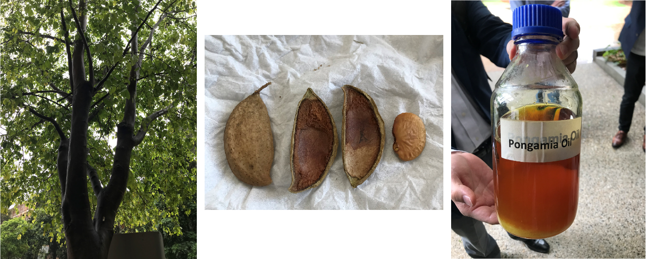ポンガミア（樹木、種子・実、油）