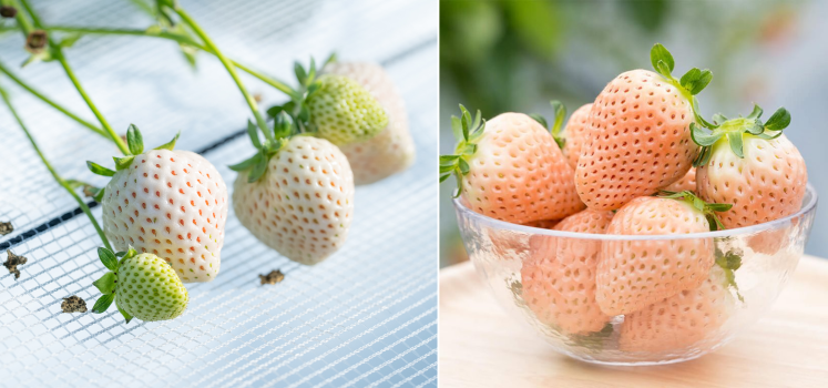 （左）天使のいちご　　（右）淡雪