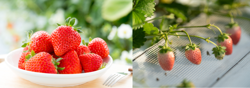 （左）さがほのか　　（右）天のしずく