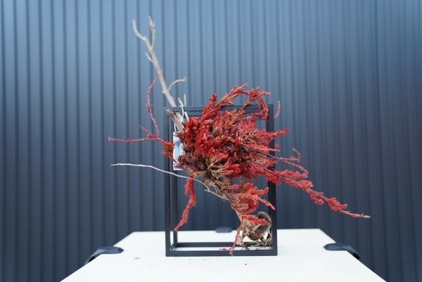 RE BONSAI FRAME（椿・紅樺）税込５５,０００円