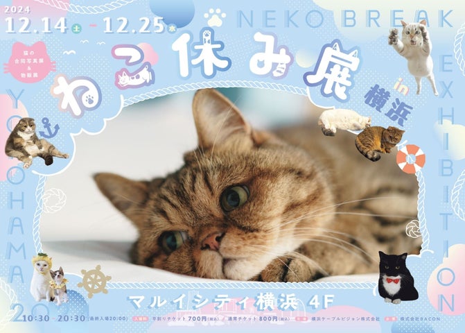 人気猫クリエイター作品が大集結♪ 累計200万人が癒された猫の祭典 人気猫クリエイター作品が大集結♪ 累計200万人が癒された猫の祭典