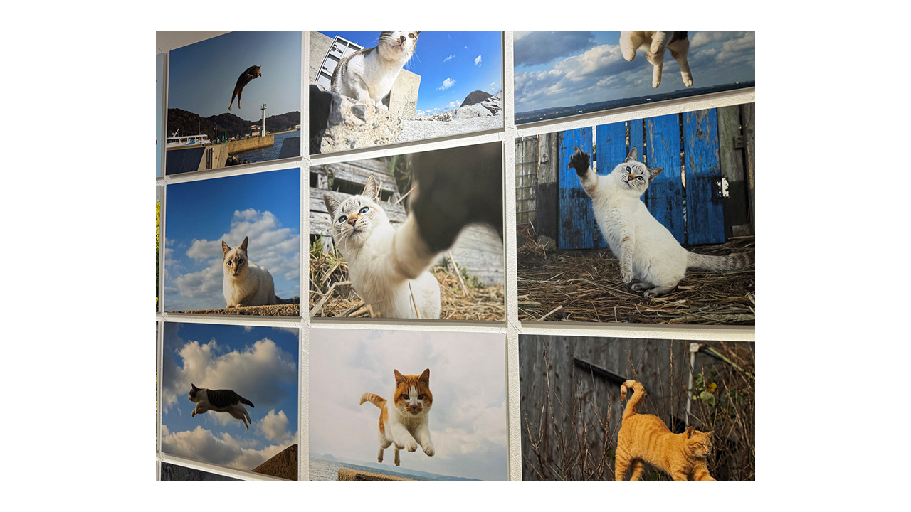 飛び猫」10周年記念イベント！フォロワー16万人の写真家「五十嵐