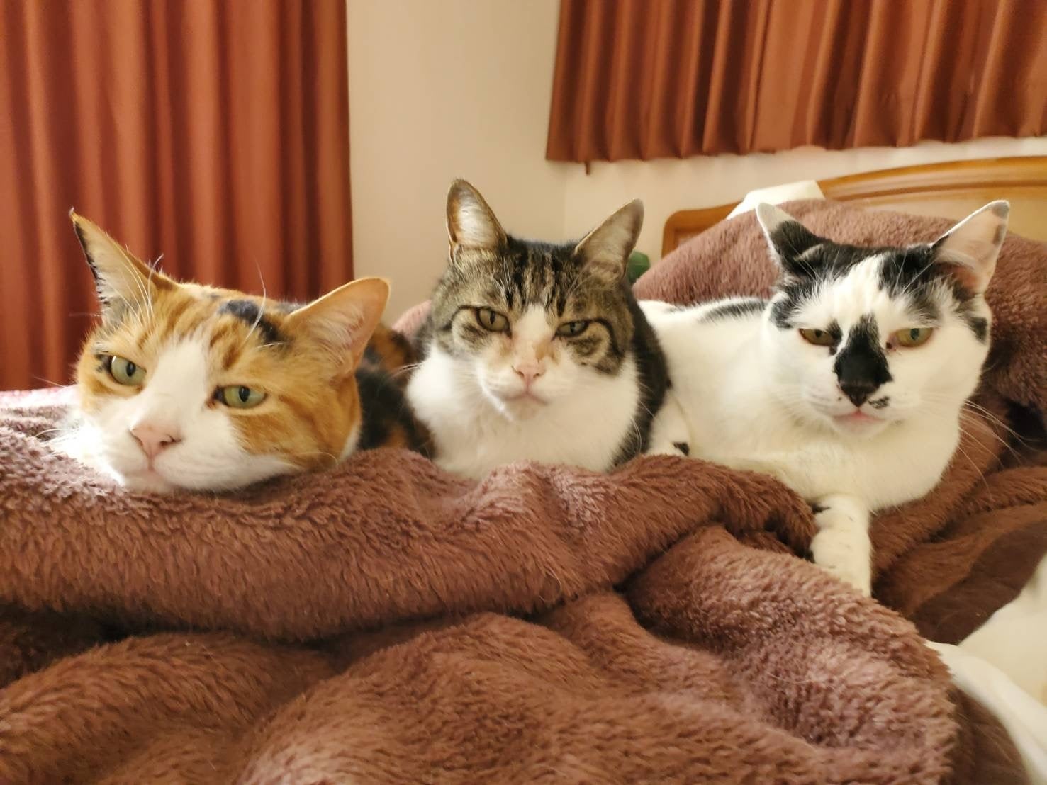 日本最大級のねこ写真パネル＆グッズ展「ねこにすと」】「ねこに