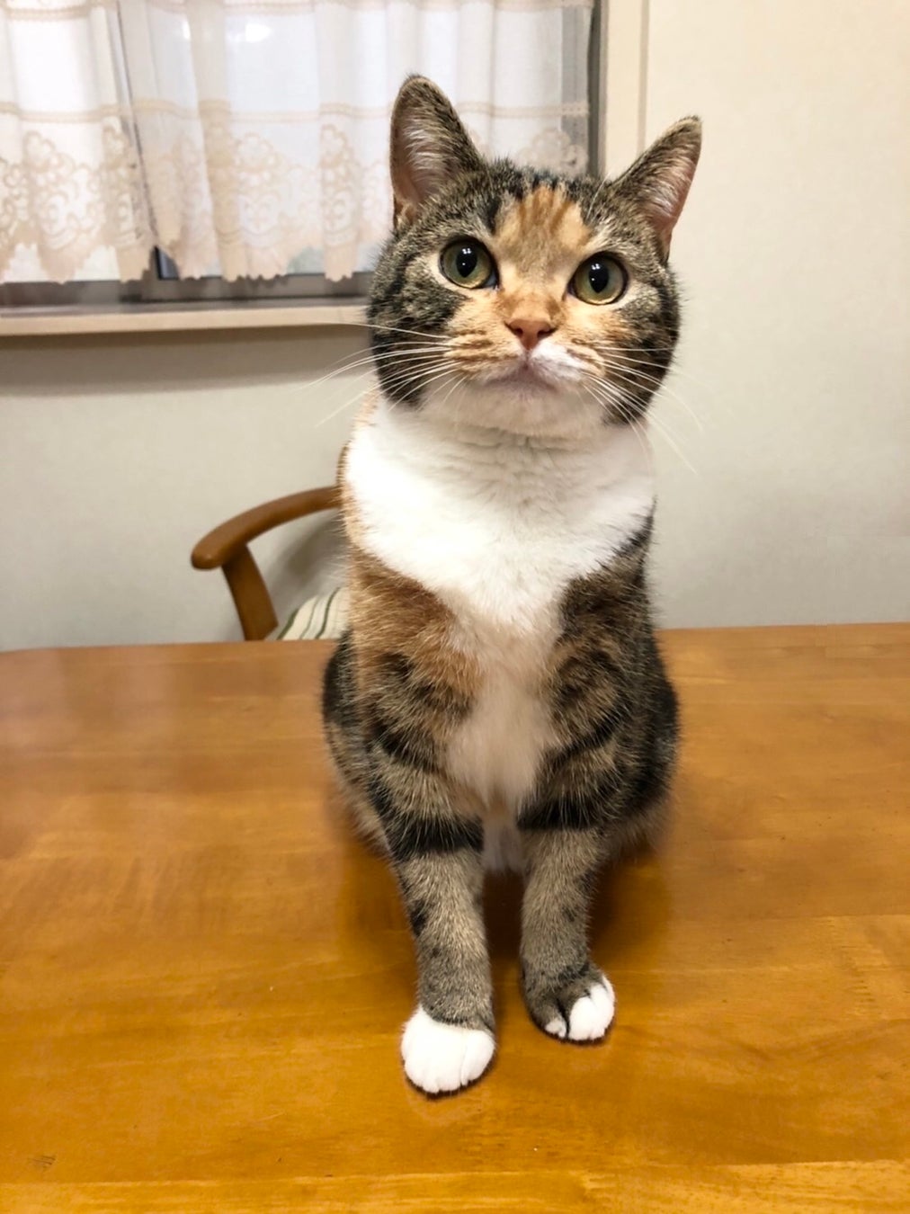 日本最大級のねこ写真パネル グッズ展 ねこにすと ねこにすと46 Shibuya猫篇 声優 浅野真澄さん特別保護猫企画展 渋谷マルイ にて開催します 株式会社ブレークポイントのプレスリリース 日本最大級のねこ写真パネル グッズ展 ねこにすと ねこにすと46 Shibuya猫篇 声優 浅野真澄さん特別保護猫企画展 渋谷マルイ にて開催します 株式会社ブレークポイントのプレスリリース