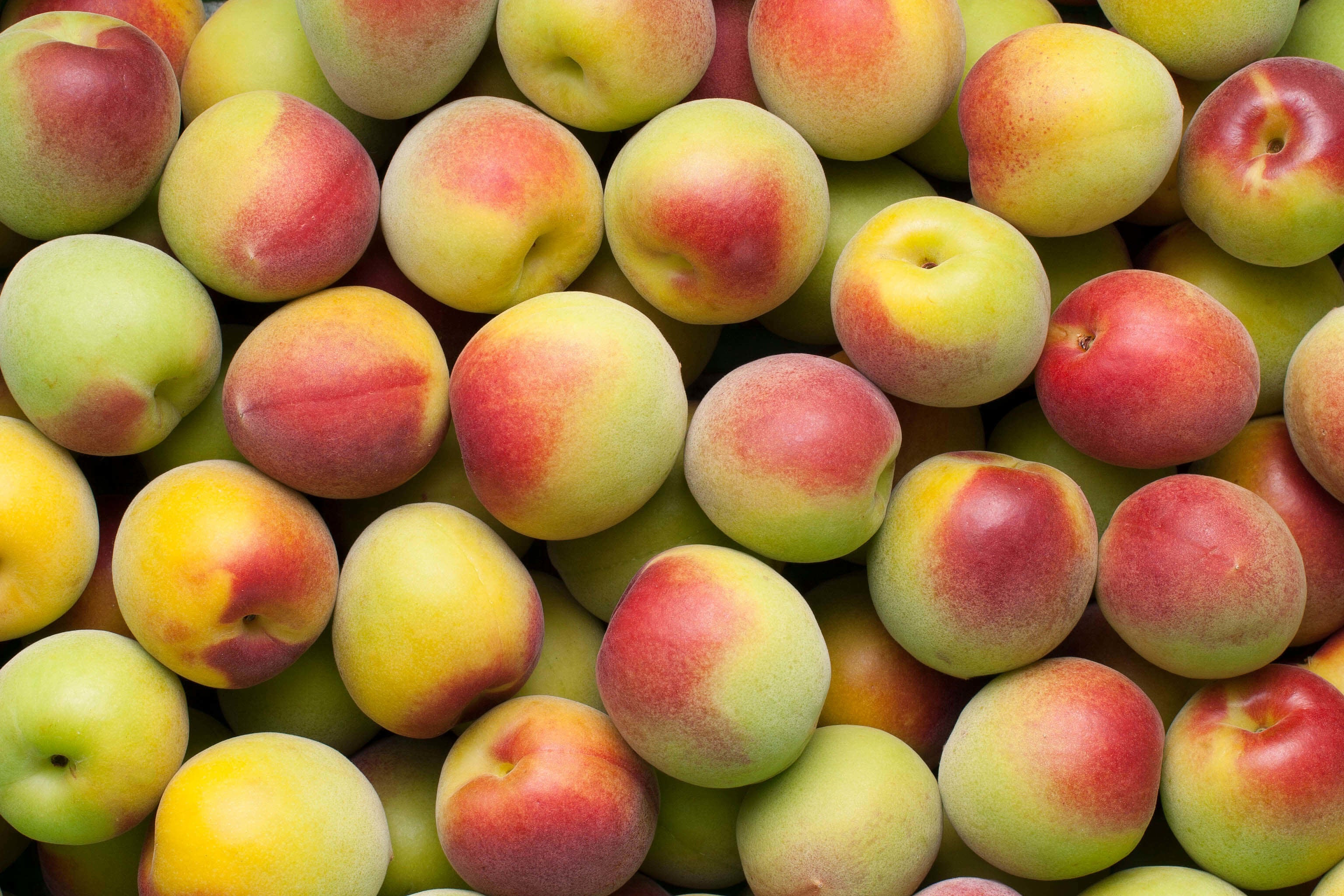 紀州南高梅 完熟前