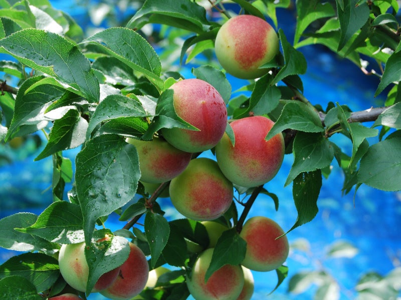 自社農園の南高梅