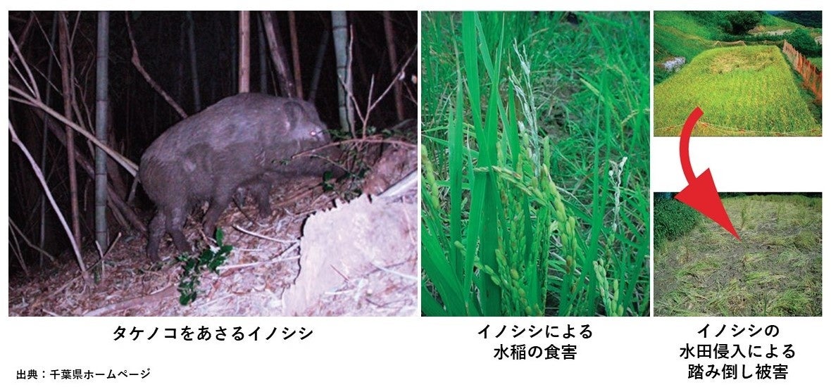 千葉県の害獣による被害の様子