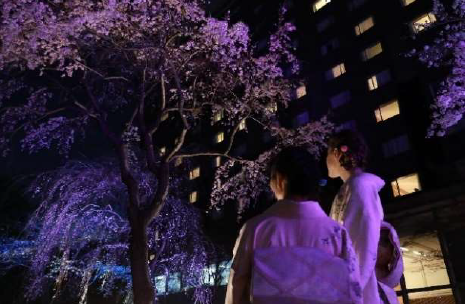 ライトアップされた夜桜