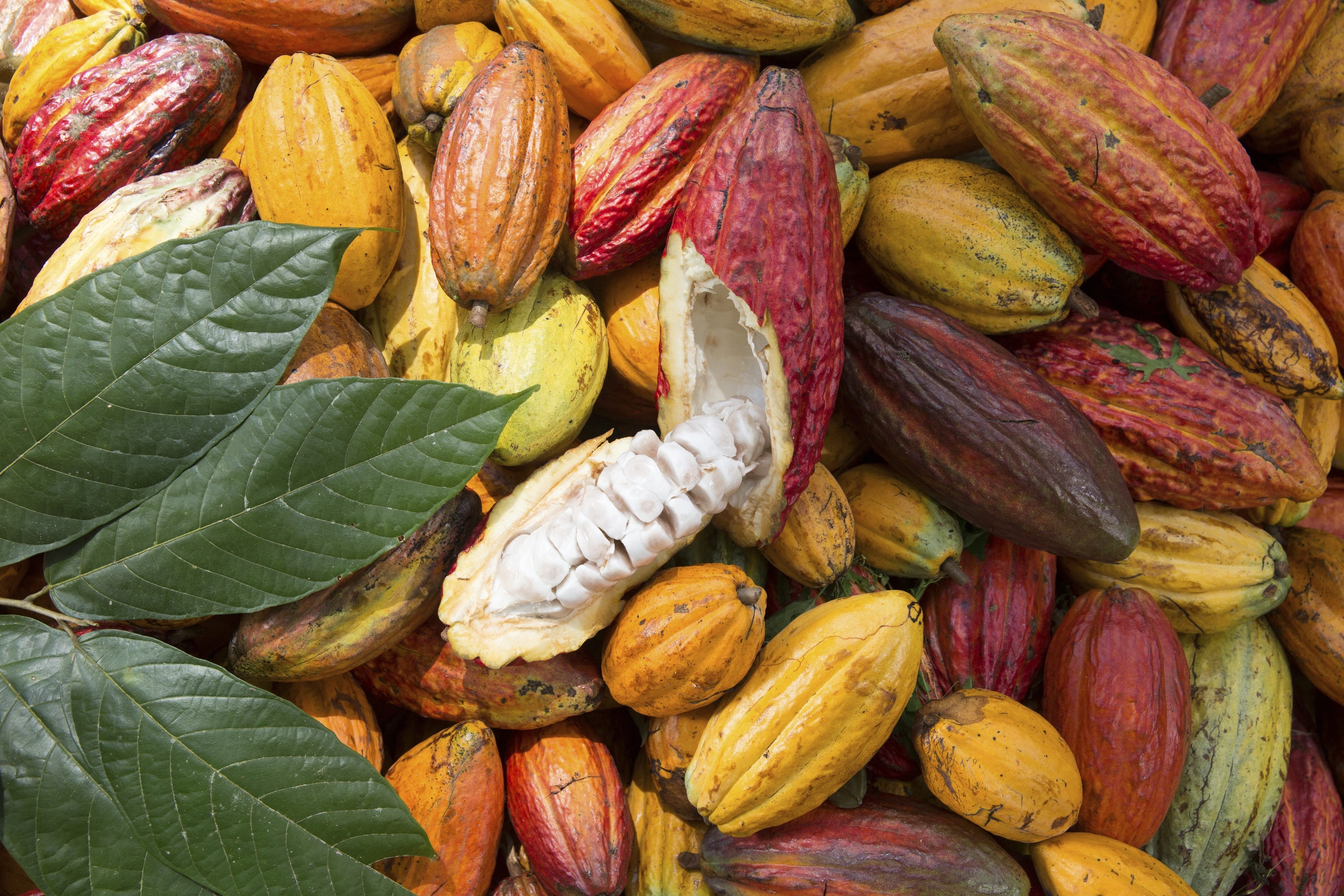 [エントリー開始]サステナブルカカオを“まるごと”使用した、チョコレートのイノベーションレシピコンテスト