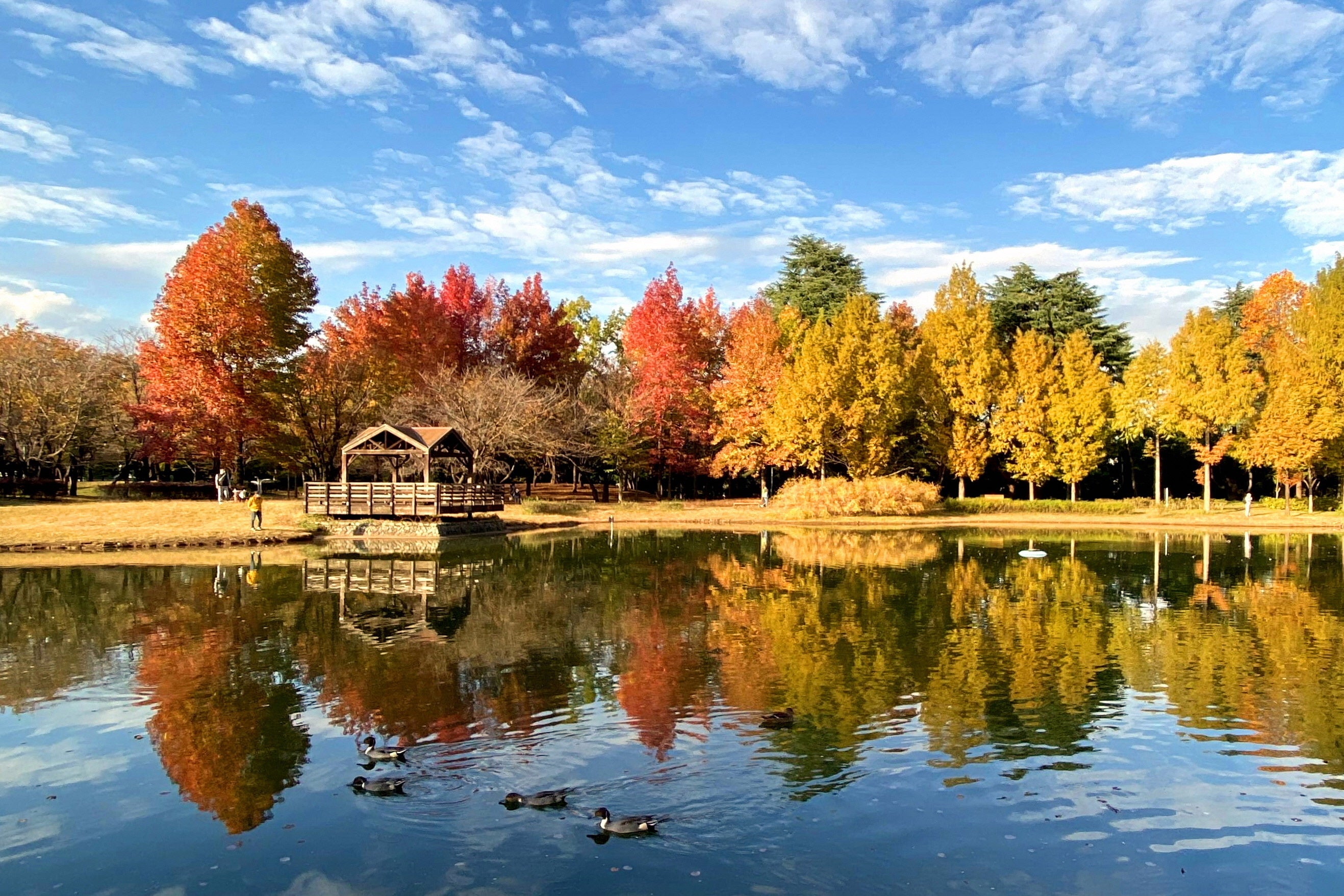 彩の森入間公園