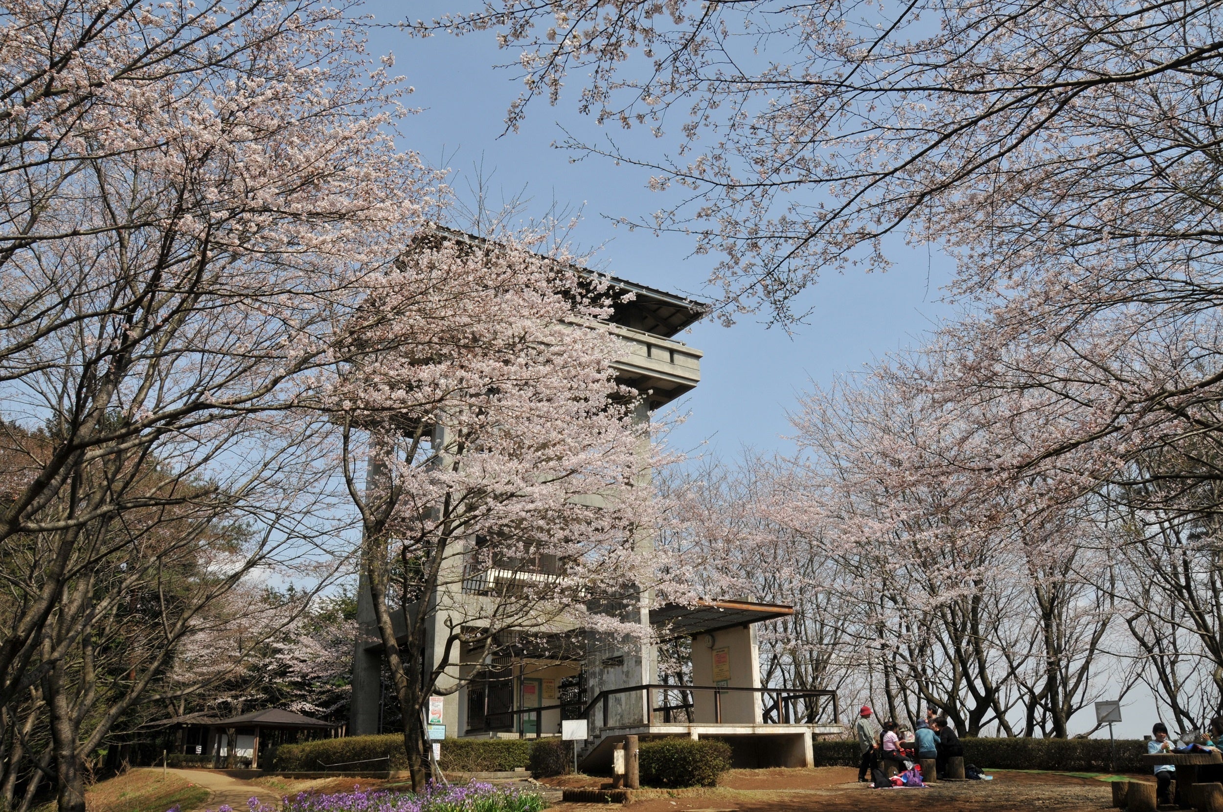 桜山展望台