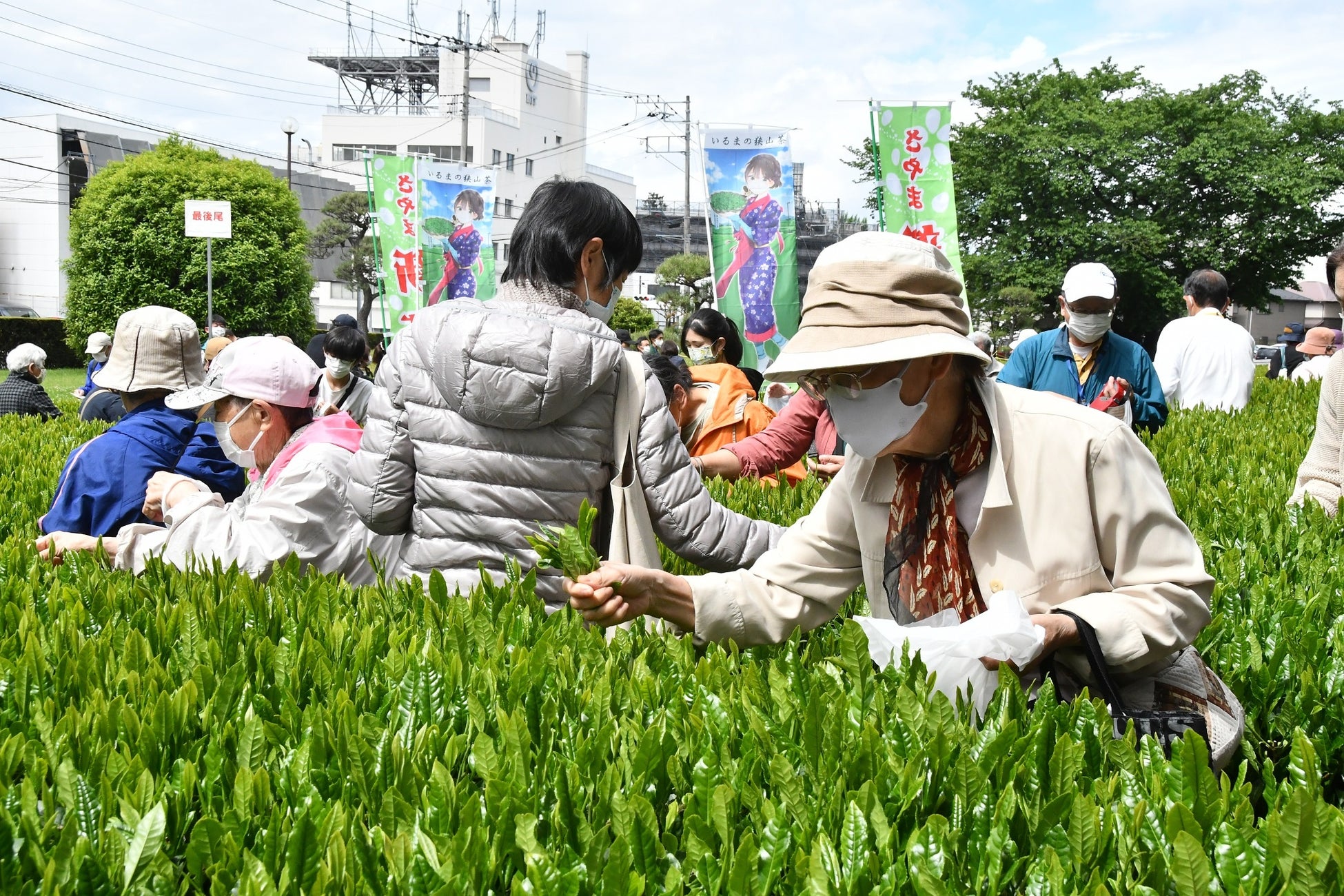 新茶まつりでは大勢の市民が茶摘みを体験