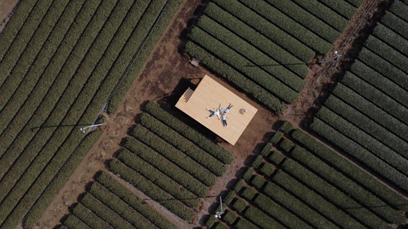 「茶の輪」の周りには、広大な茶畑がどこまでも