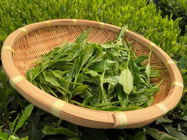 摘み立ての狭山茶