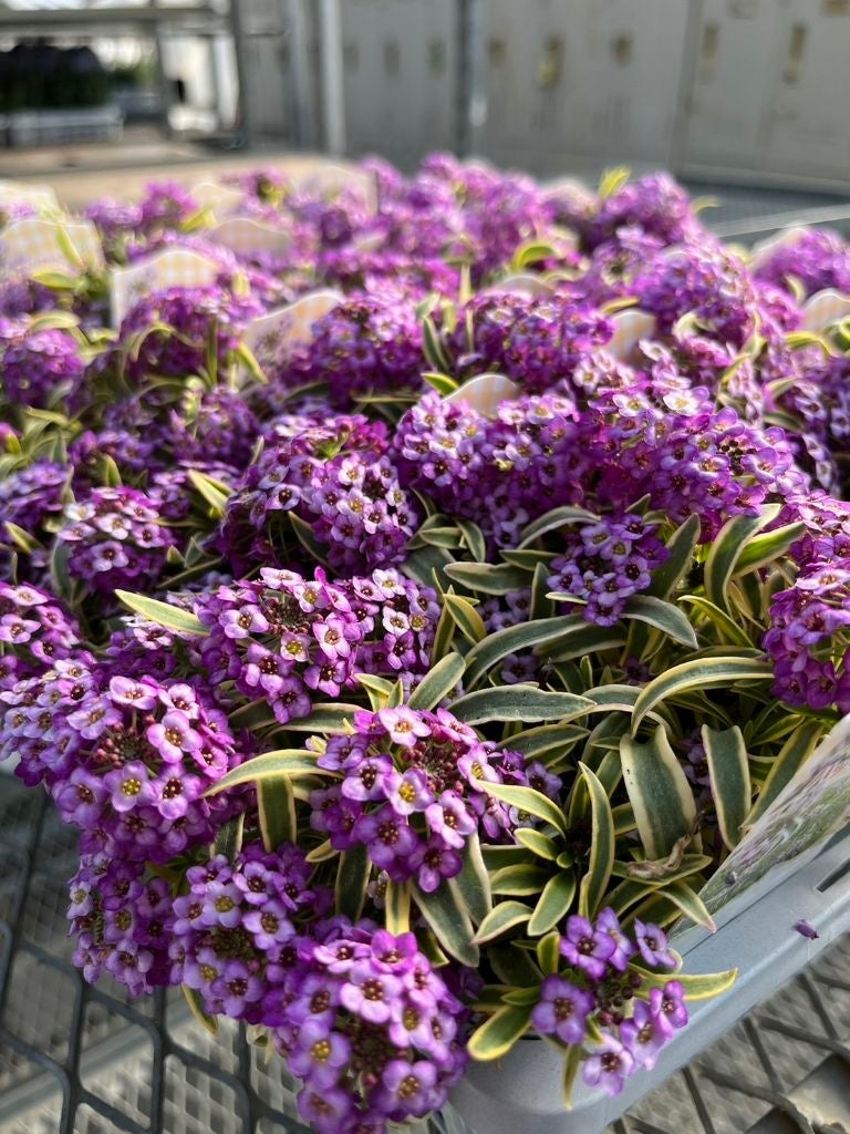 ポット花苗イメージ（アリッサム）