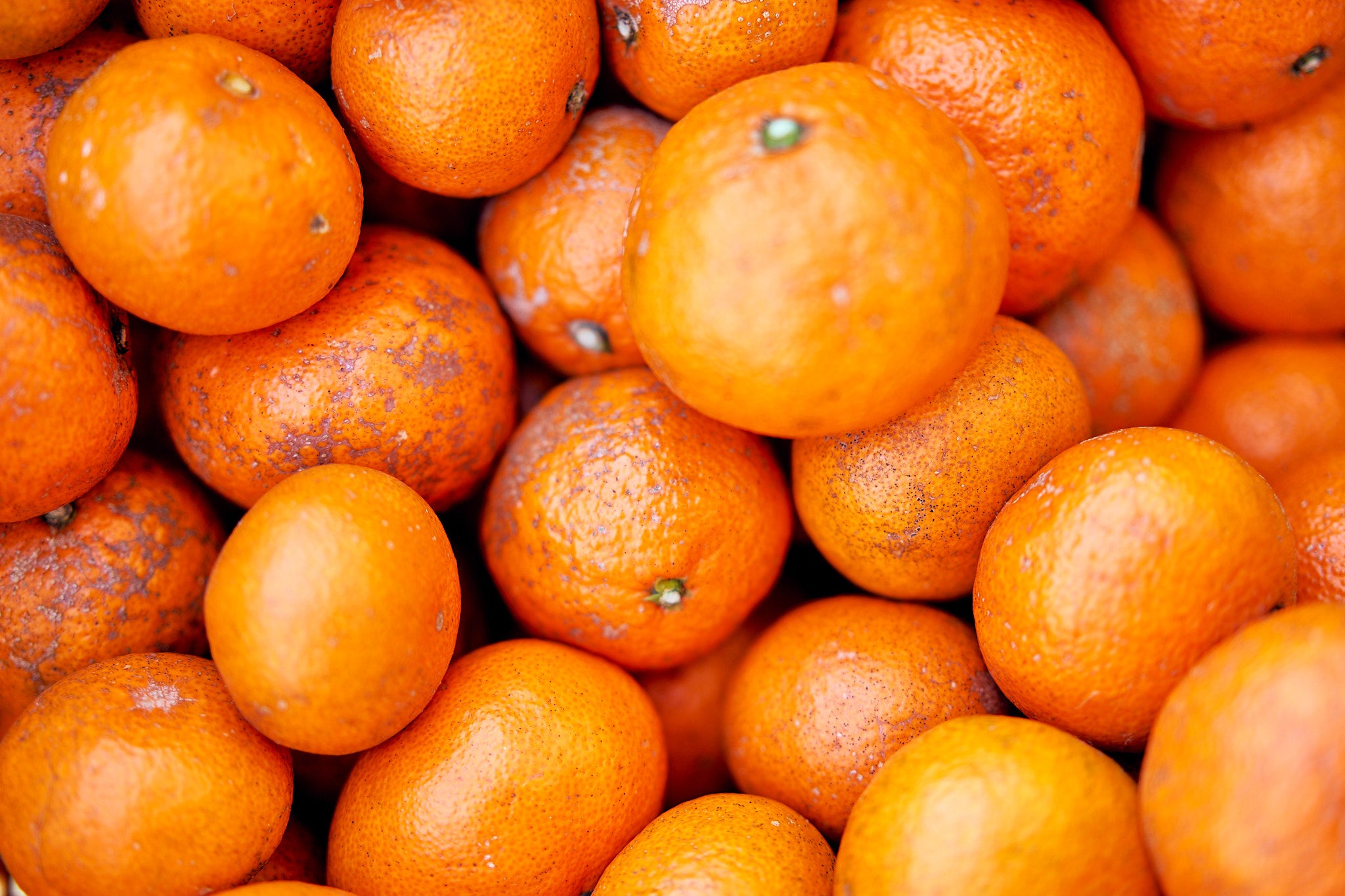 廃棄されるはずだった規格外の温州みかん