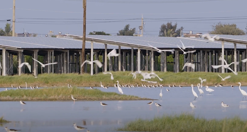 ミンガス太陽光発電所と絶滅危惧種のクロツラヘラサギ