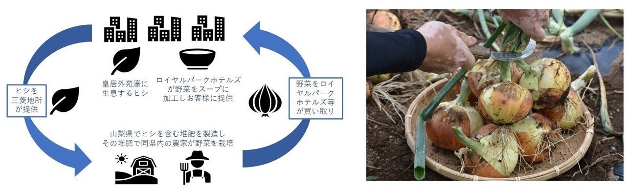 循環図のイメージ ヒシを使った堆肥で栽培された玉ねぎ