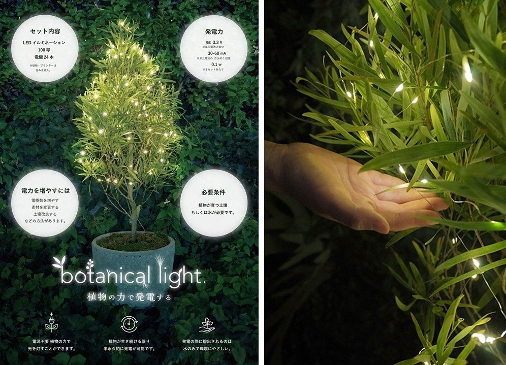 植物の力で発電するボタニカルライト