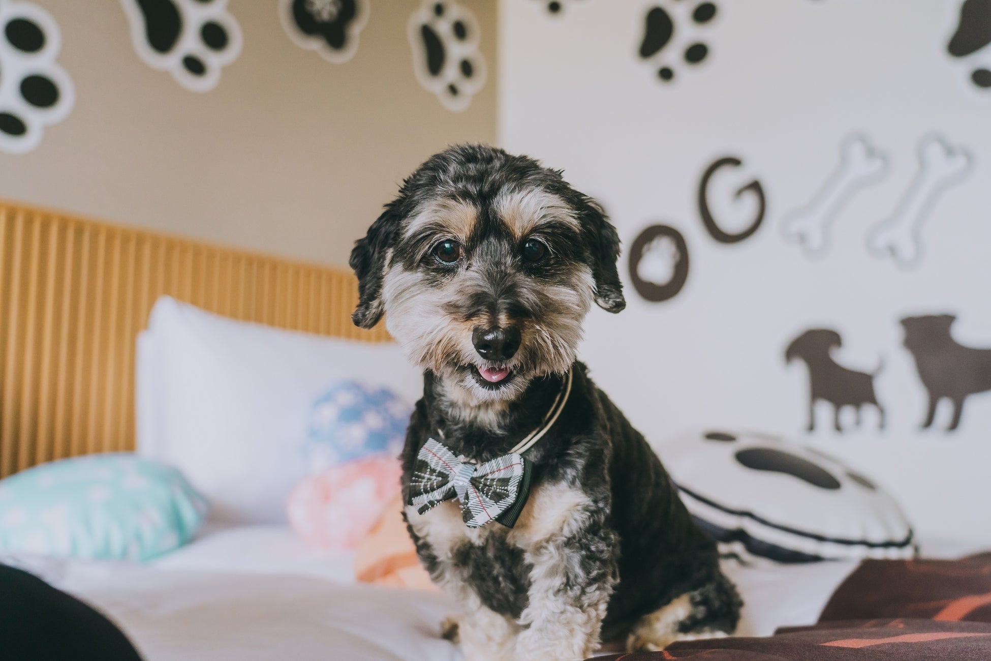 ドッグフレンドリールーム