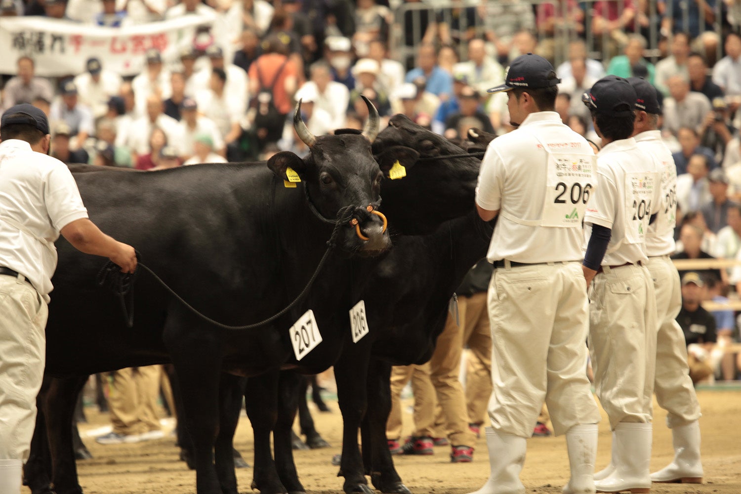 最高賞受賞を目指して 全国和牛能力共進会に向け Ja宮崎経済連が宮崎牛応援動画 Snsキャンペーンを始動 宮崎県経済農業協同組合連合会のプレスリリース
