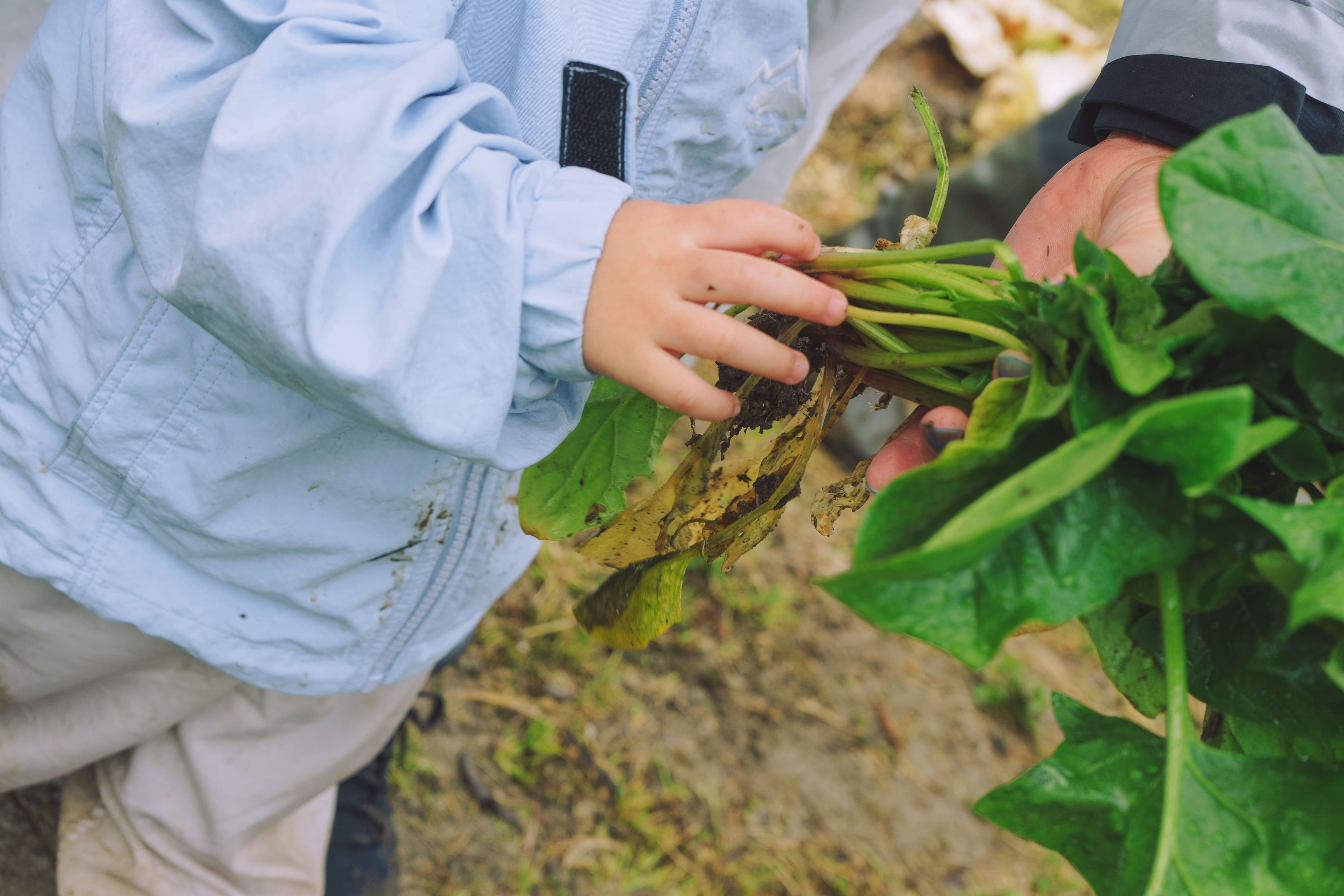 なめとこCAMP_自然栽培野菜の収穫体験