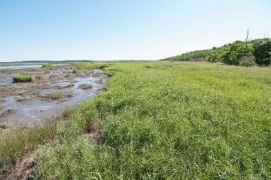 村田野鳥保護区風蓮川（別海町） タンチョウが繁殖する湿原を保全している