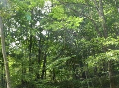 渡邊野鳥保護区シマフクロウ日高第３