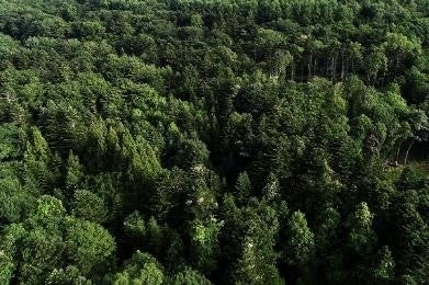 松俊野鳥保護区シマフクロウ日高第１