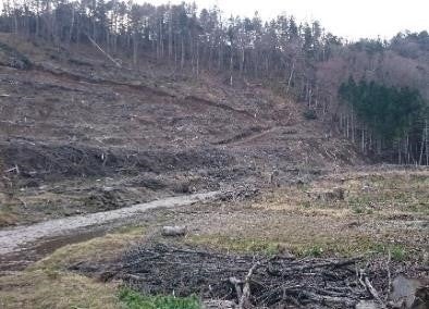 伐採されたシマフクロウの森