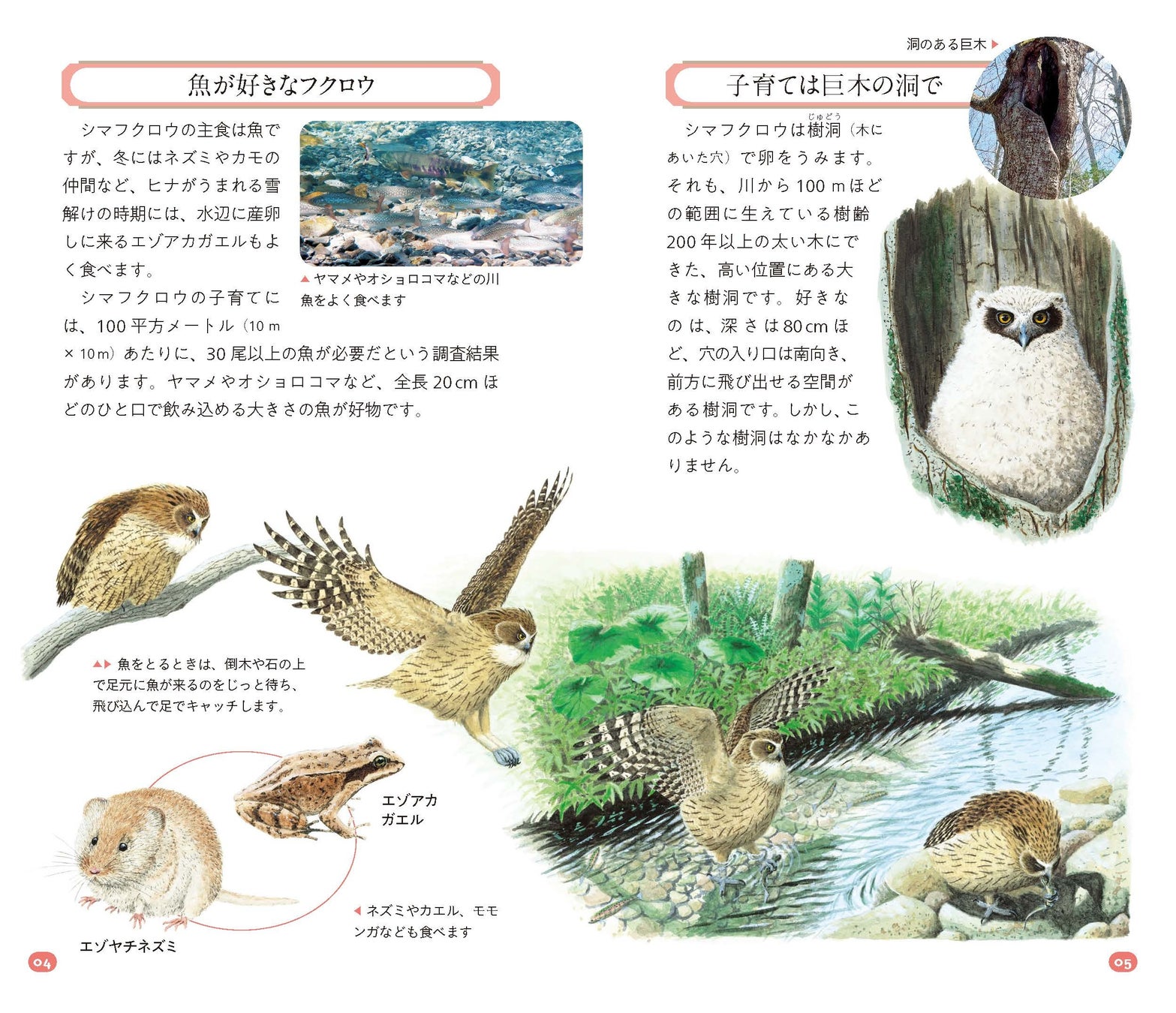 絶滅危惧種シマフクロウを知るための小冊子 こんばんはシマフクロウ 無料プレゼント 日本野鳥の会のプレスリリース 絶滅危惧種シマフクロウを知るための小冊子 こんばんはシマフクロウ 無料プレゼント 日本野鳥の会のプレスリリース