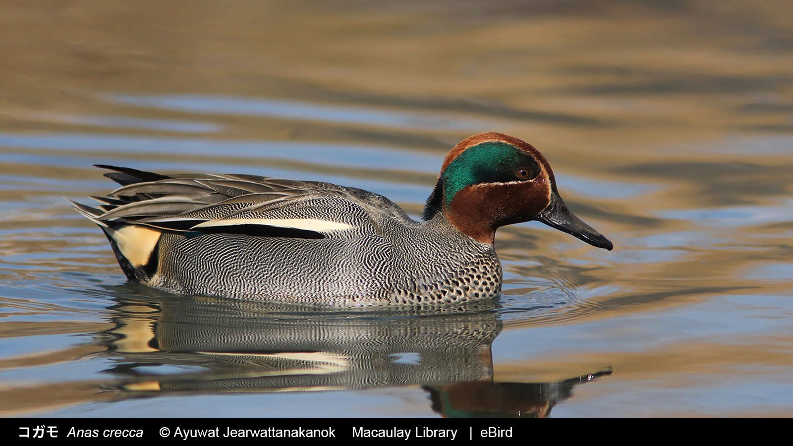 コガモ