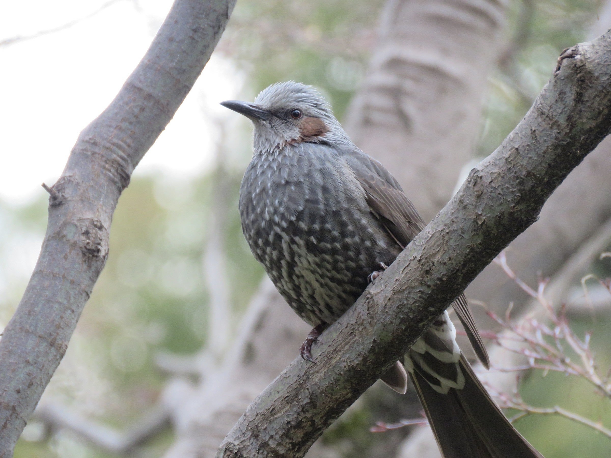 愛鳥週間！身近な鳥を観察してeBirdに投稿しよう | 公益財団法人