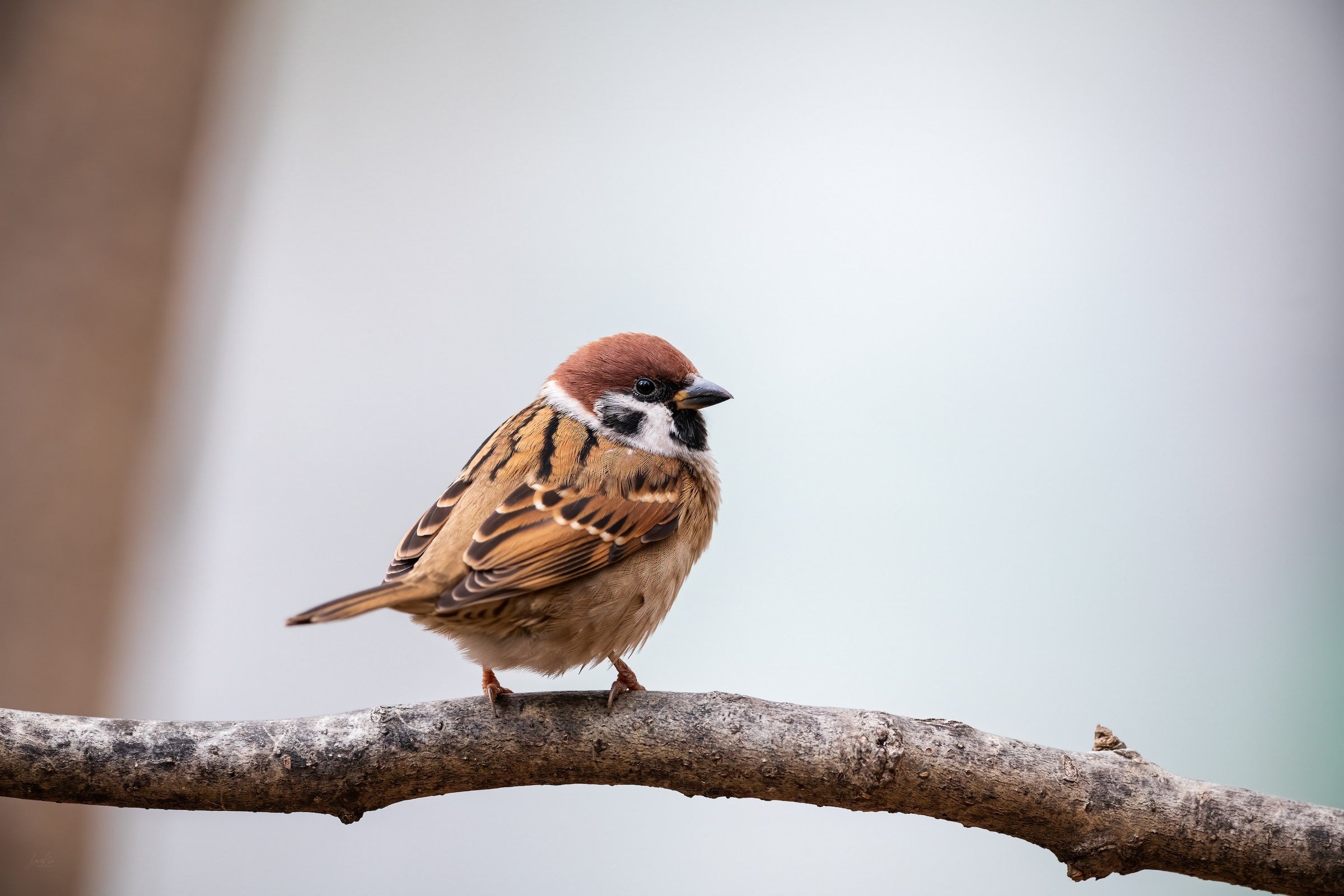 スズメ（Macaulay Library ©Daniel Grossi）