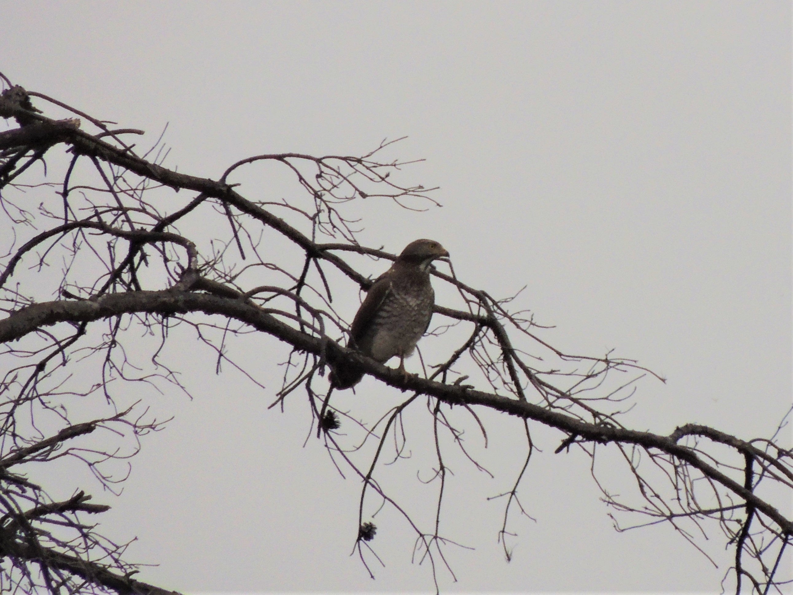 写真提供：オオタカと美しい自然を守る会／リニア残土計画予定地周辺で2023年撮影