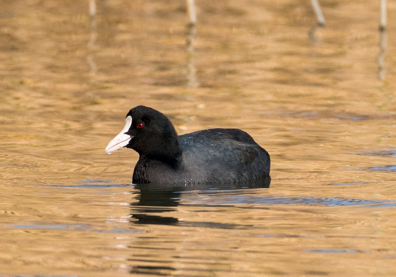 オオバン（Macaulay Library ©Chris Maines）