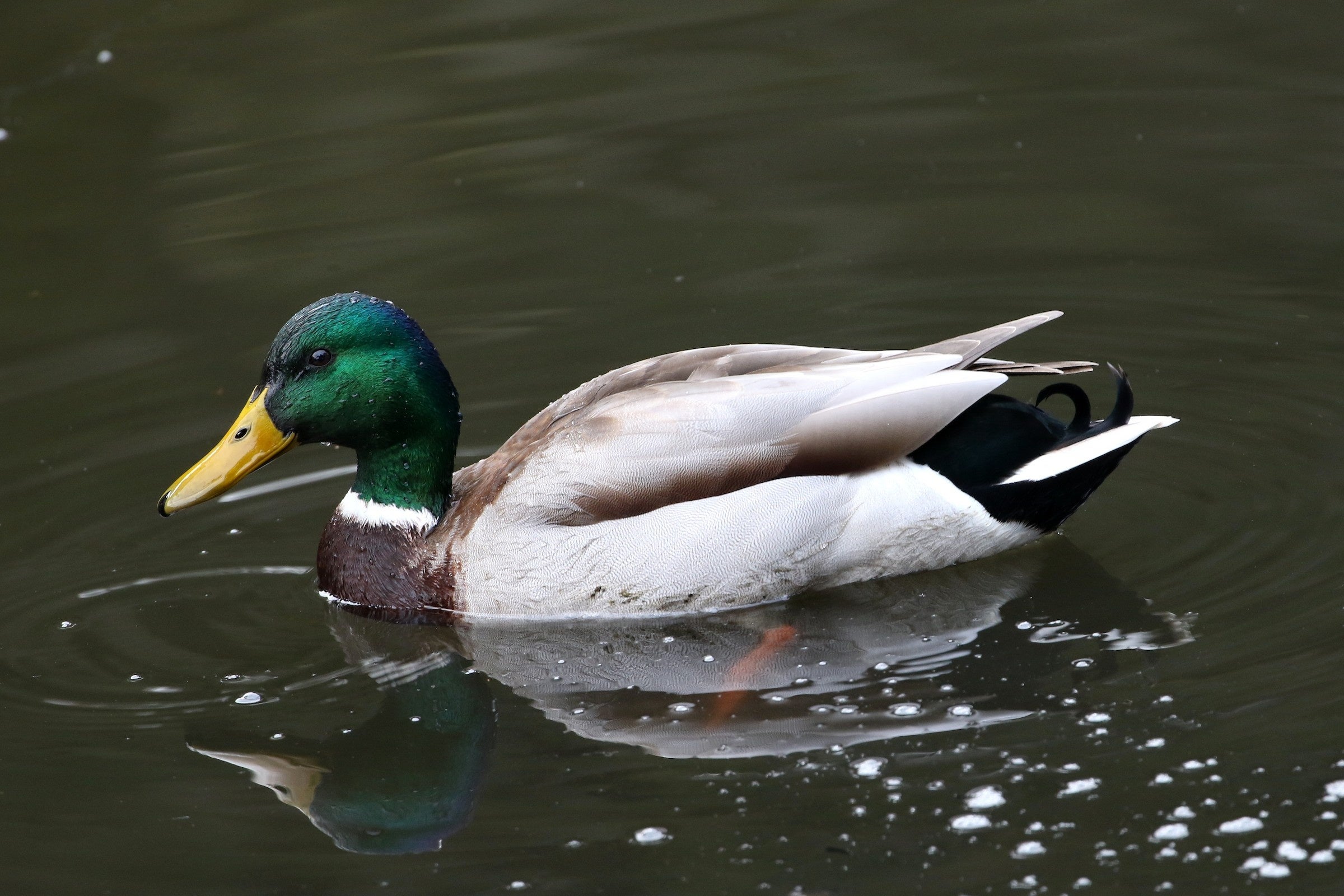マガモ（Macaulay Library ©Atsushi Shimazaki）
