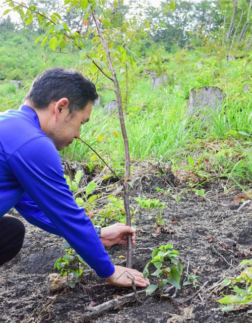 山桜の苗を植樹しよう