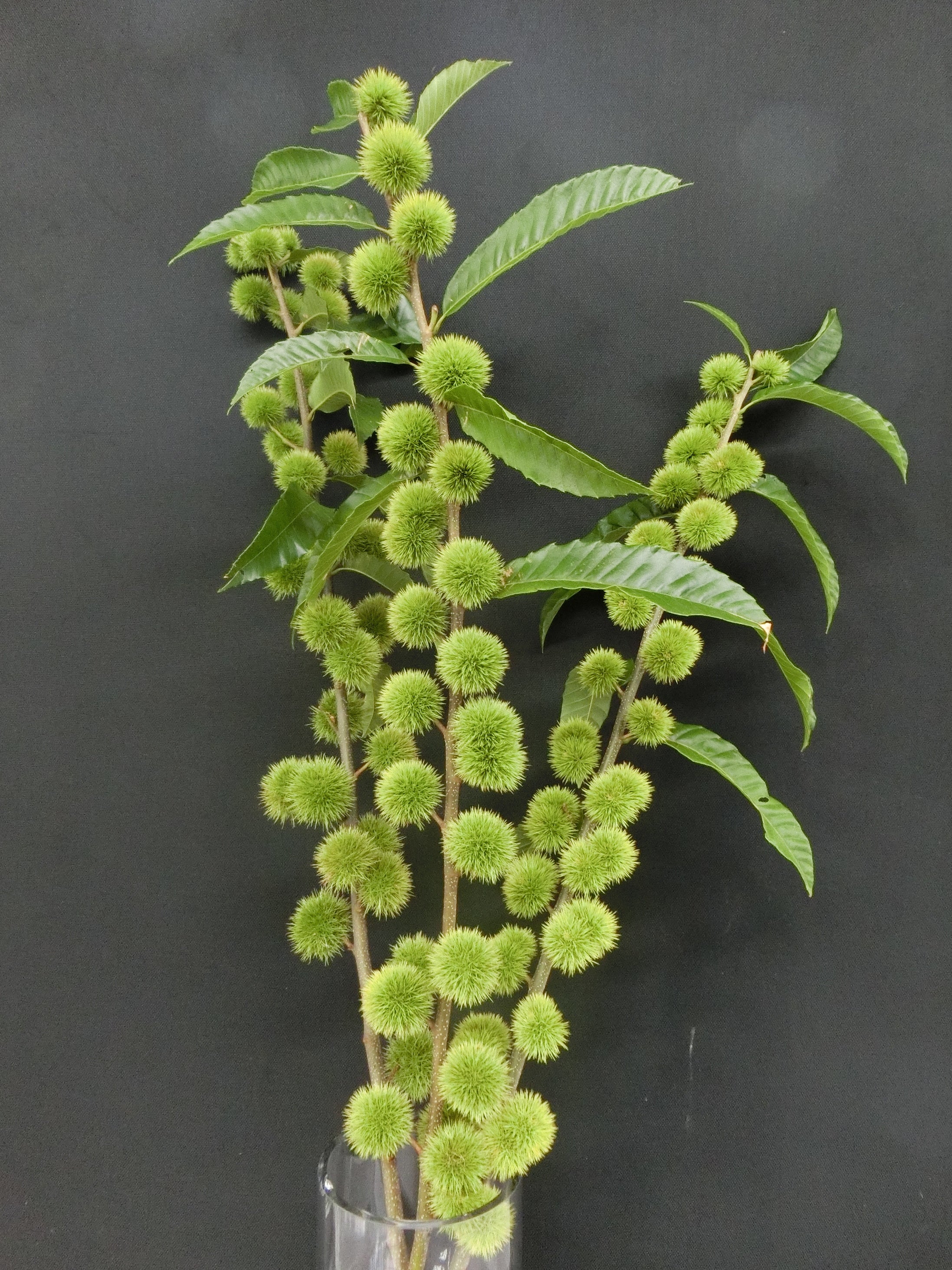 2025年「今年の花」決定 フラワー・オブ・ザ・イヤーOTA